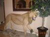 Picture 464 lion.jpg