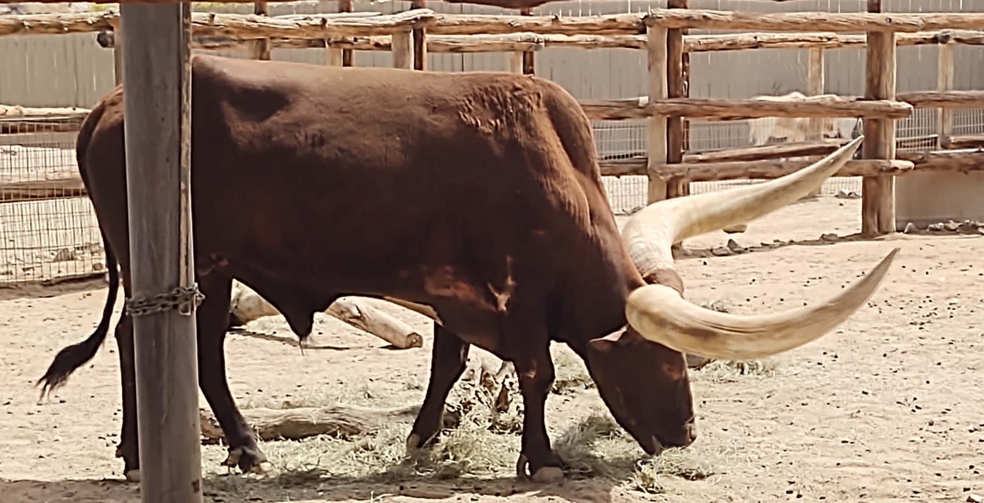 Horns.jpg