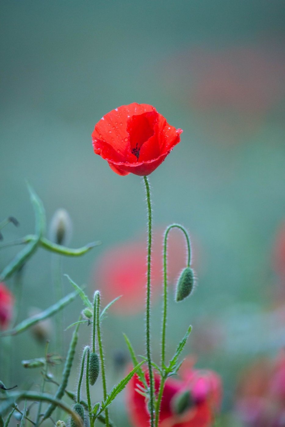 Poppy.jpg