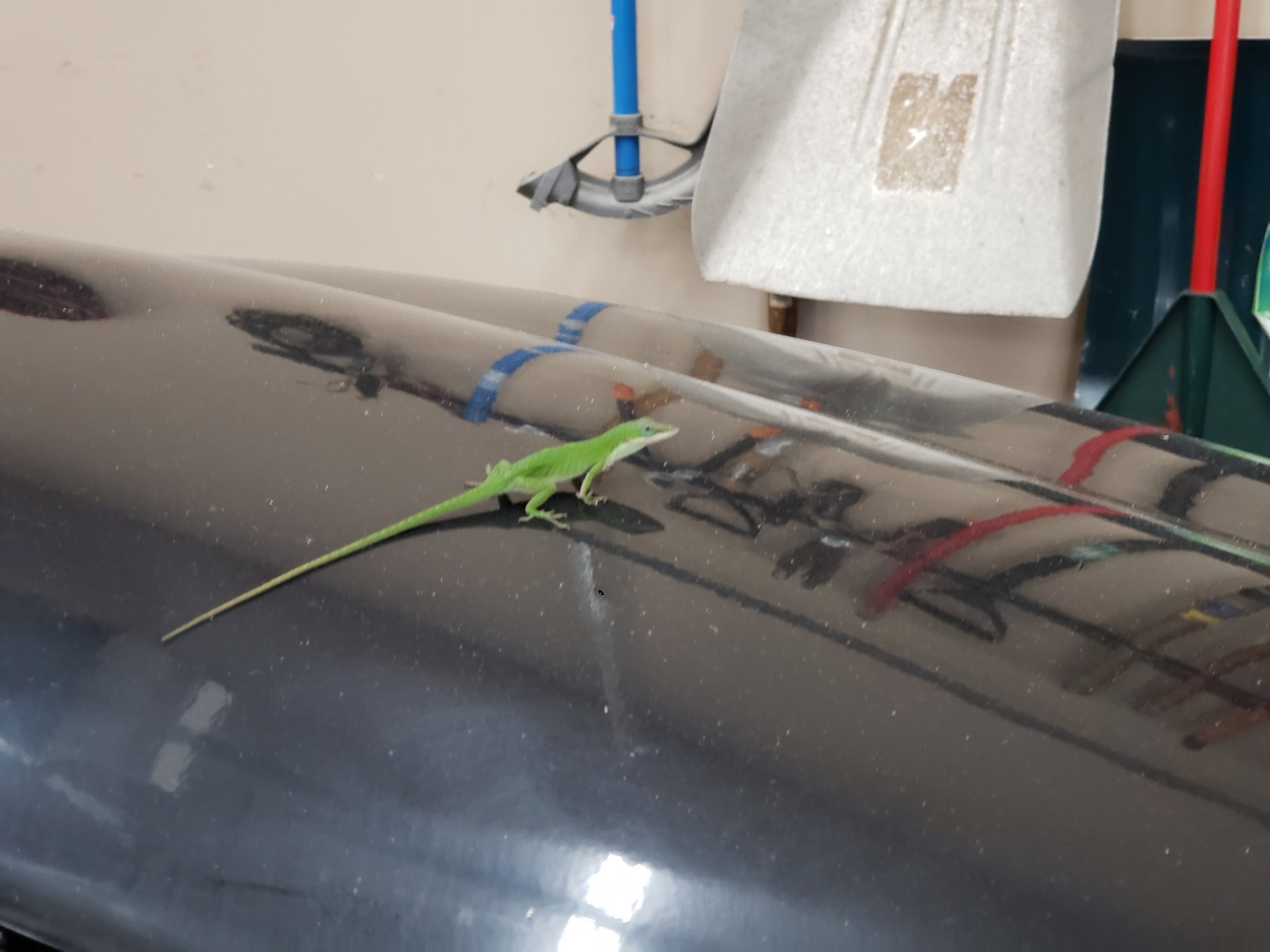 SLClizard2.jpg