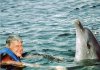 30746-dolphin.jpg