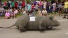 37292-Rat.jpg