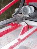 dismantling-4.jpg