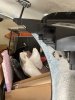 IMG_0403.jpeg