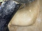 IMG_0247.jpeg