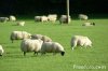 01_16_8---Sheep_web.jpg