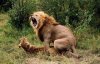 lion.jpg