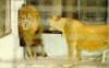 lion 2.jpg