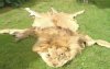 lion 3.jpg