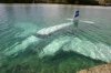 WetLanding W.jpg