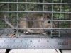 42668-critter.jpg