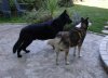 46473-Pooches.jpg