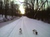 My jack Russells,1st day of winter.jpeg
