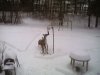 Bambi raids the birdfeeder.jpeg