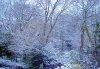 Garden Feb 09.jpg