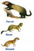 mustelids1.jpg