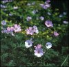 52445-Geraniums.jpg