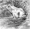 55561-FrogHorse.gif