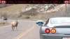 56998-RamGT40.jpg