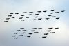 Harriers.jpg