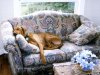kubwa on couch.jpg