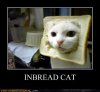 demotivational-posters-inbread-cat.jpg