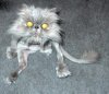 weird cat.jpg