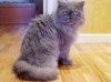 grey persian.jpg