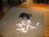 TP Kitty.JPG