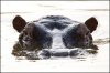 hippo_3771.jpg
