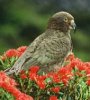 73543-kea1.jpg