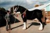 heavy horse..jpg