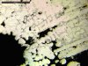 micrograph.jpg