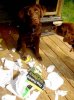 dogtraining2.jpg