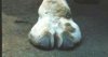 77667-220px-Cam-toe.jpg