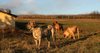 haragei-ama-and-jenaro-guarding-at-harakhan-kennel-720x380.jpg