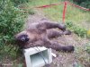 barbecuedbear2.jpg