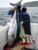 big fish 009 blanked.JPG