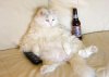 Cat.jpg