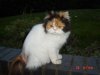 Persian Cat 6.jpg
