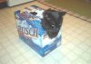 Catbox.jpg